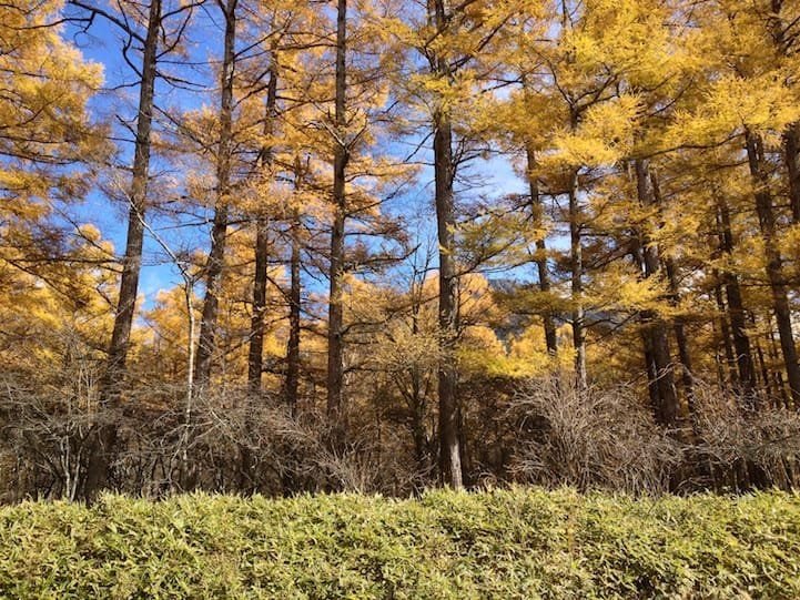 At the base of Nantai Mountain near Akanuma bus stop, you can find shades of yellow.