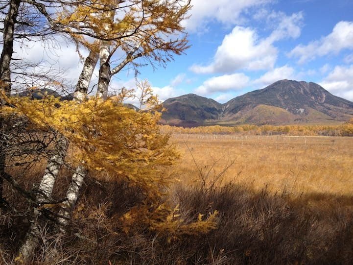 There are lots of autumn leaves and pale colors in Senjogahara.