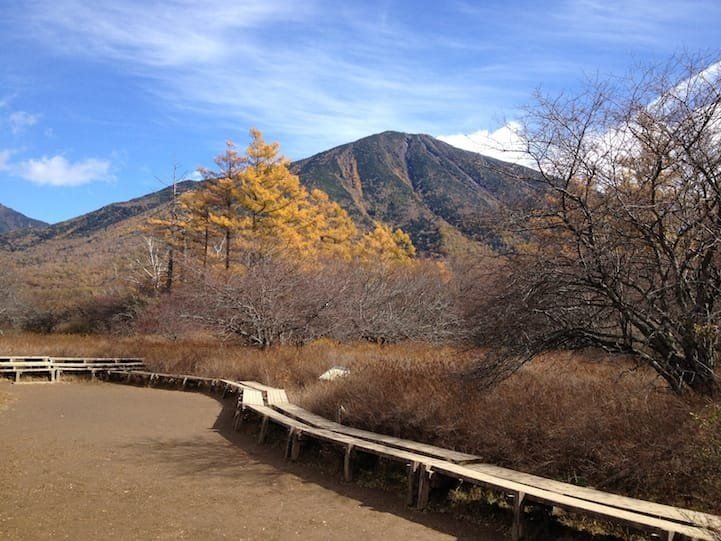 There are lots of autumn leaves and pale colors in Senjogahara.