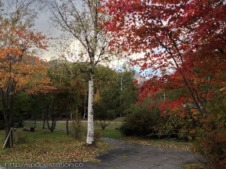 momiji, maple tree, birch tree