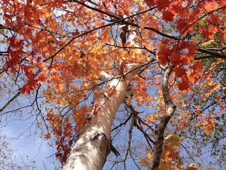 Along Lake Yu, there are brilliant Japanese Maple trees and birch trees.
