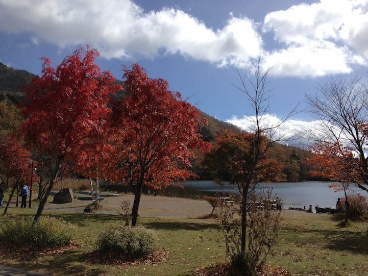 Along Lake Yu, there are brilliant Japanese Maple trees.