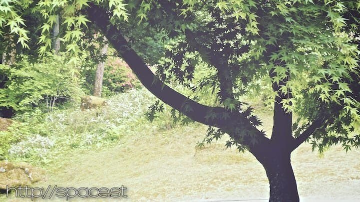 maple tree
