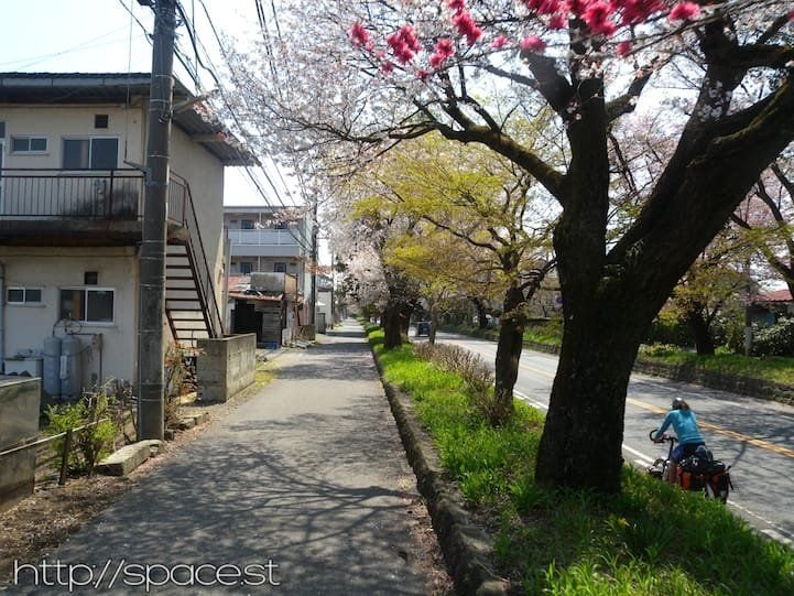 spring flowers Nikko Kaido