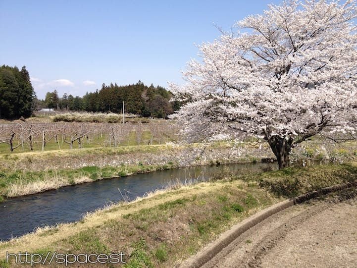 Full cherry blossoms lining the Nikko Kaido cycling route