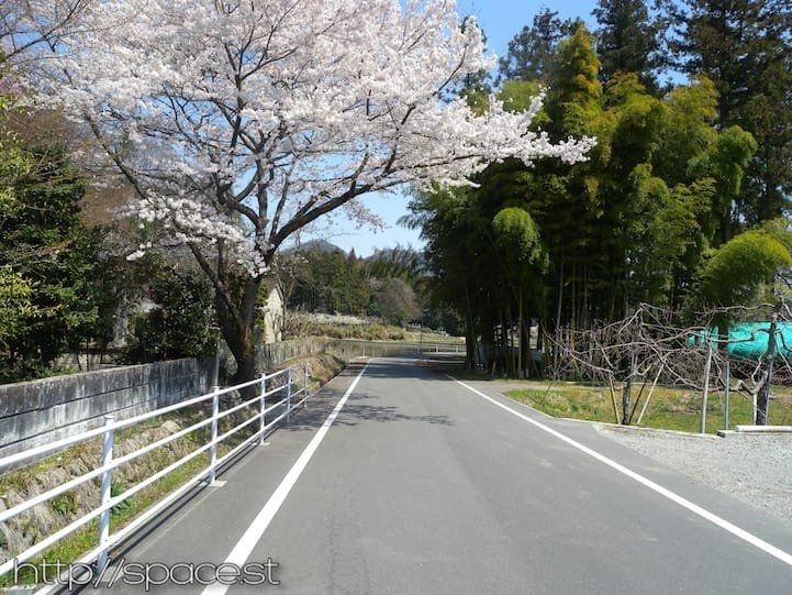 cherry trees on Nikko Kaido
