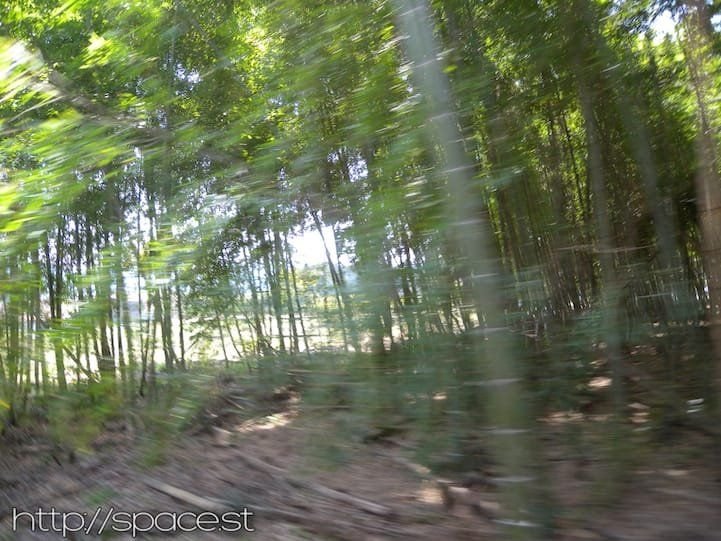 bamboo forest Nikko Kaido