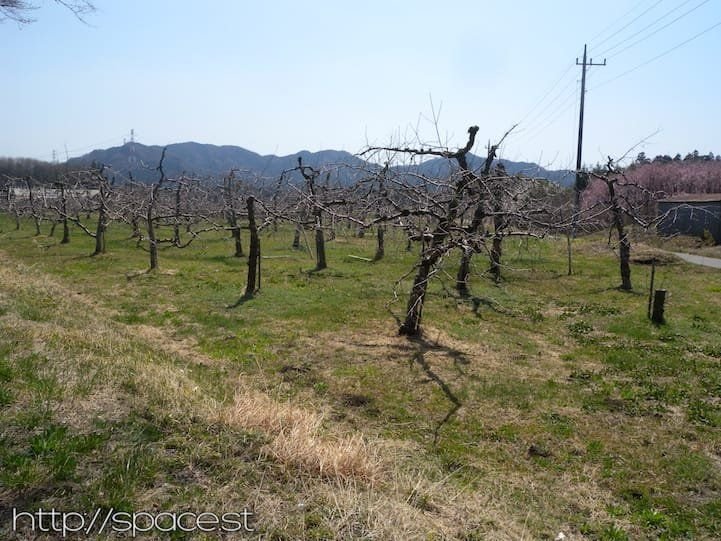 orchard on Nikko Kaido