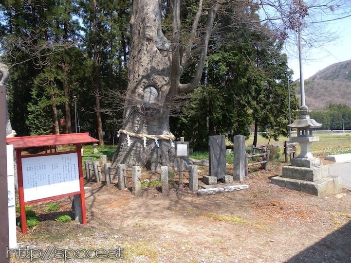 historical tree Nikko Kaido