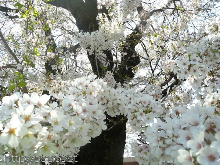 white sakura blossoms Nikko Kaido