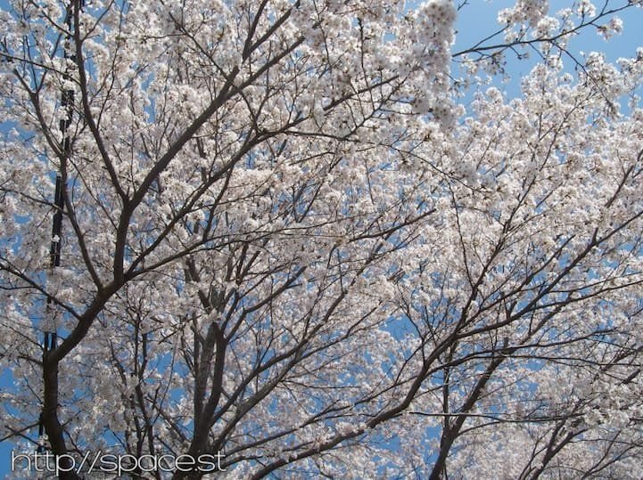 Nikko Kaido Cherry Blossoms