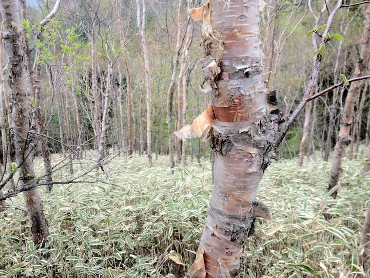 Birch trees on the Hangetsu Mountain trail, Nikko National Park
