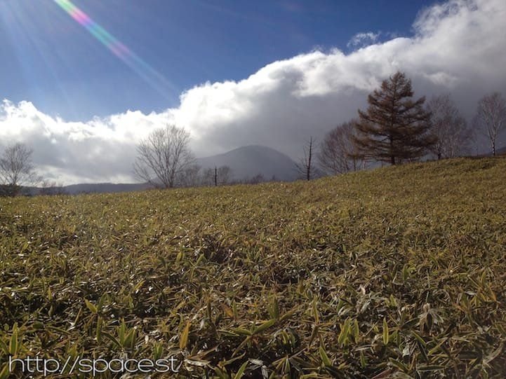 endless sea of green