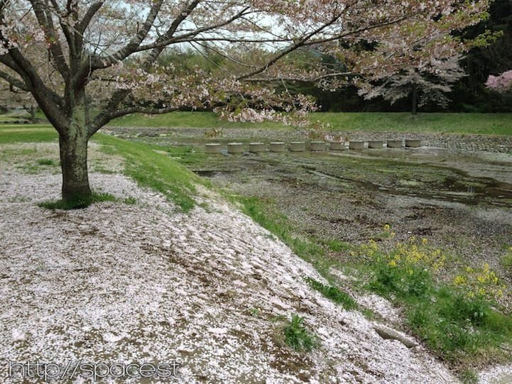 and by the 25th, the ground is covered in cherry blossoms