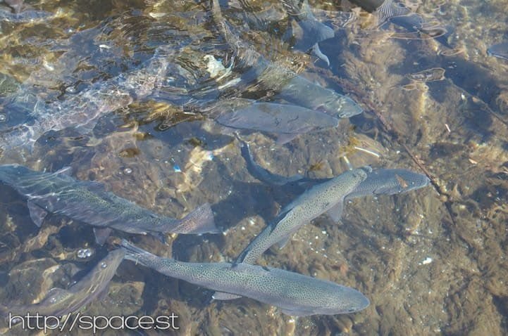 fish in a pool under Dainichi Bridge
