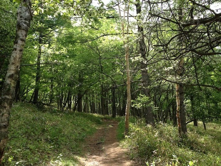Takayama trail beginning near Ryuzu Waterfall, Nikko Japan