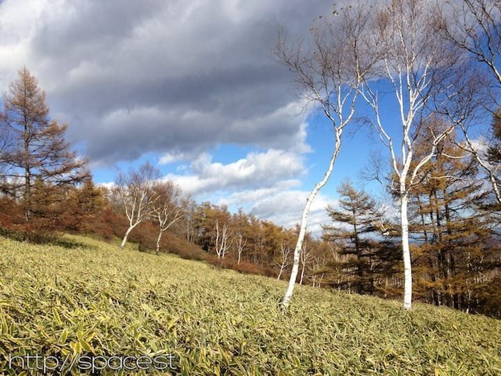 birch trees and dark clouds