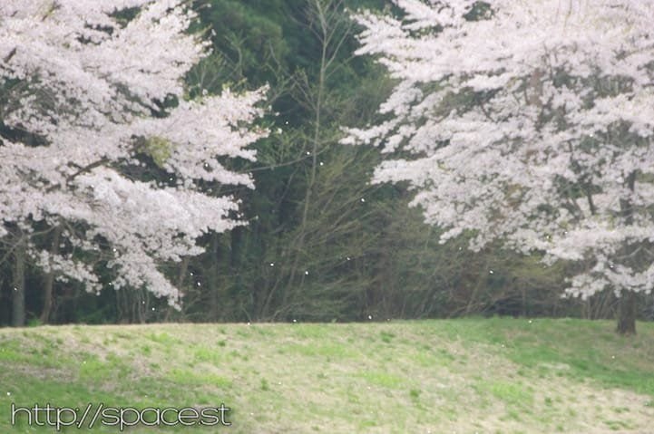 by the 20th of April, the blossoms are falling to the ground