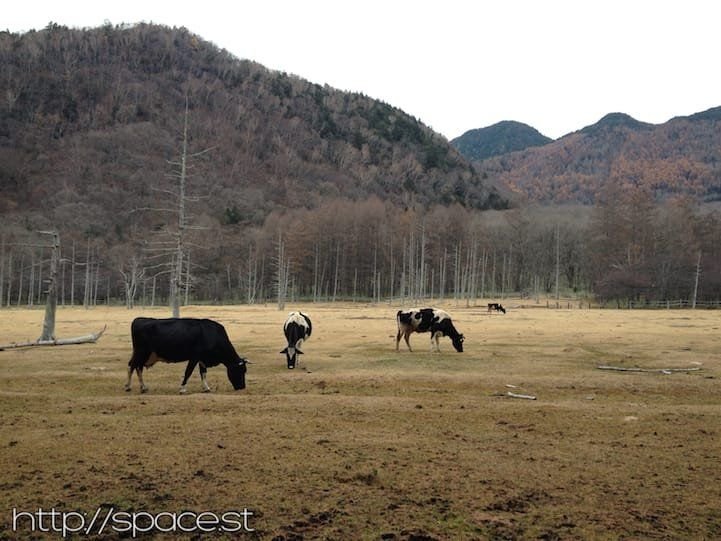 Kotoku Marsh, Nikko Japan
