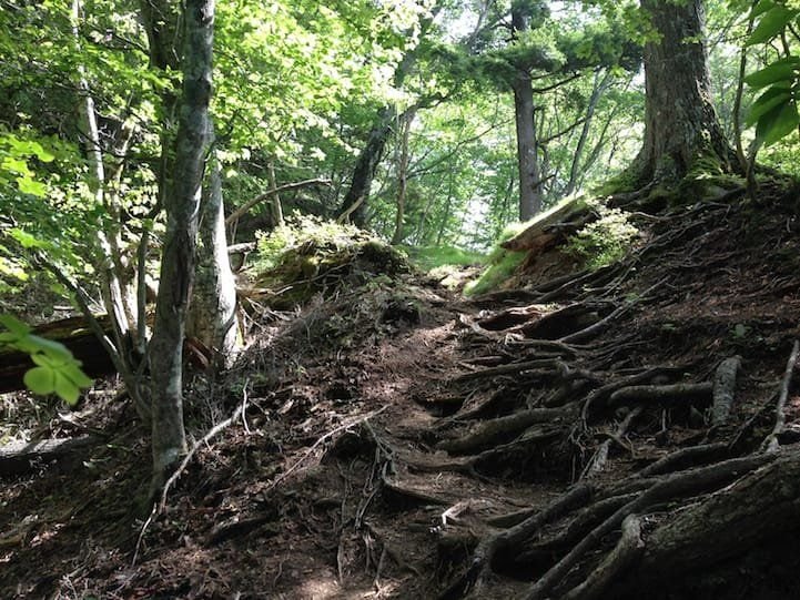 Walking on bare tree roots on the Takayama trail, Nikko National Park