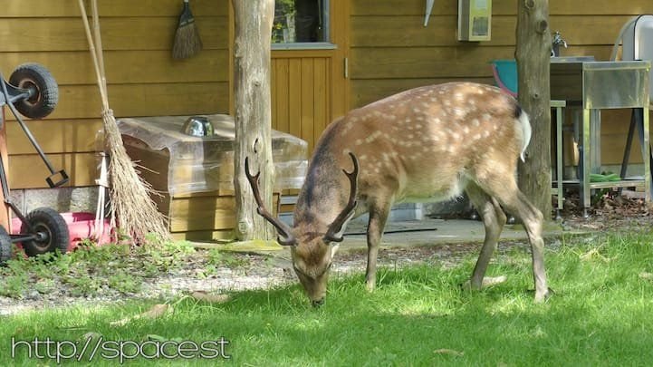 Deer at Shobugahama, Lake Chuzenji, Nikko National Park