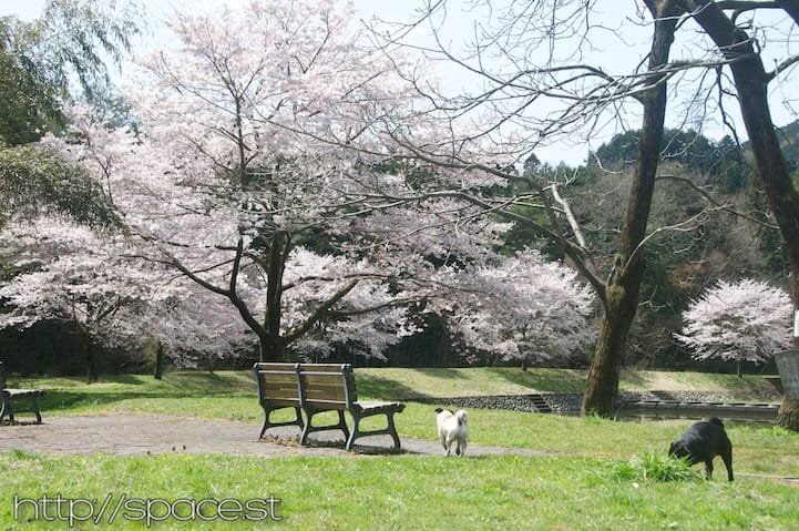 great park for hanami