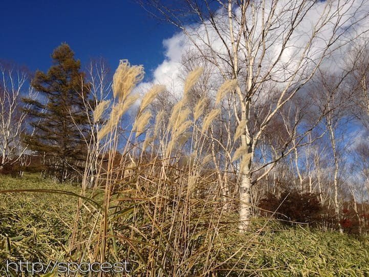 dry grass, white clouds and winter skies