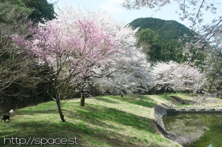 different kinds of cherry trees