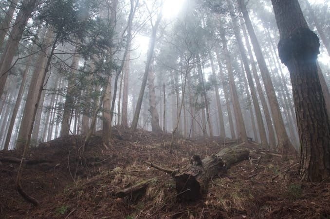 The trail itself is pretty straight forward; it’s a hike with a gradual incline