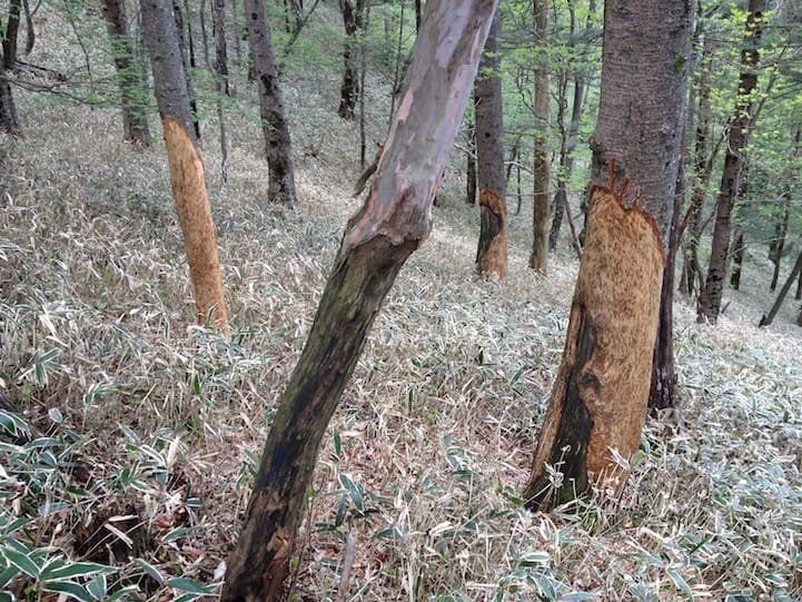 Trees with protective nets in Nikko forest, deer damage prevention