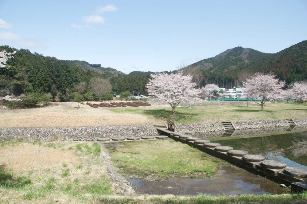 sakura / cherry blossoms at park