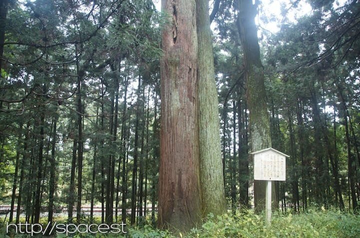Suginamiki Park
