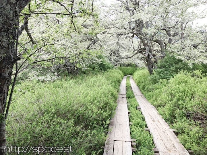 Senjogahara wooden boardwalk hiking trail, Nikko Japan