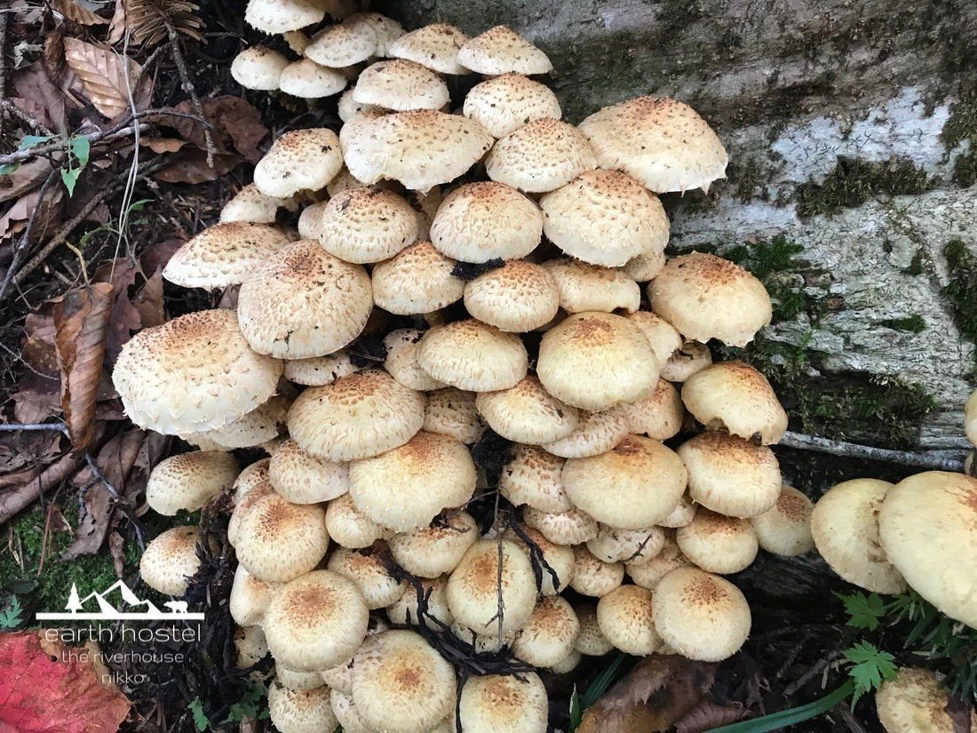 Exceptional mushroom diversity on the Lake Chuzenji south shore trail Section 2, Nikko National Park
