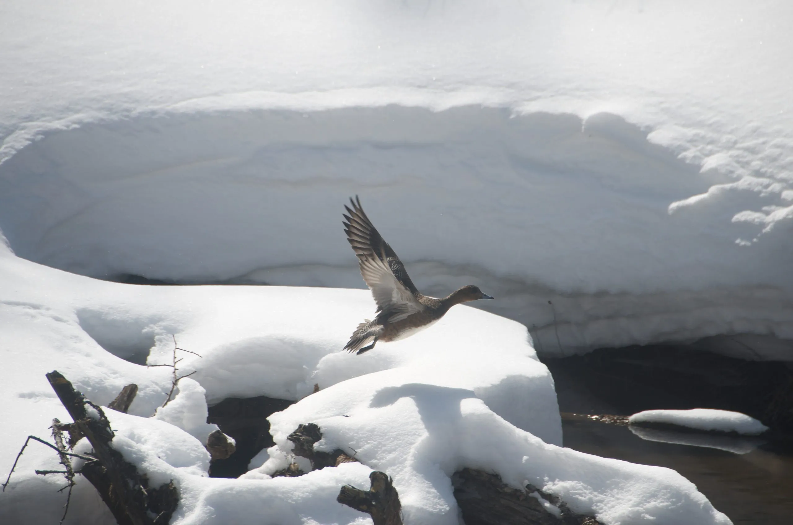 Duck taking flight from the Yukawa in snow, Senjogahara, Nikko Japan