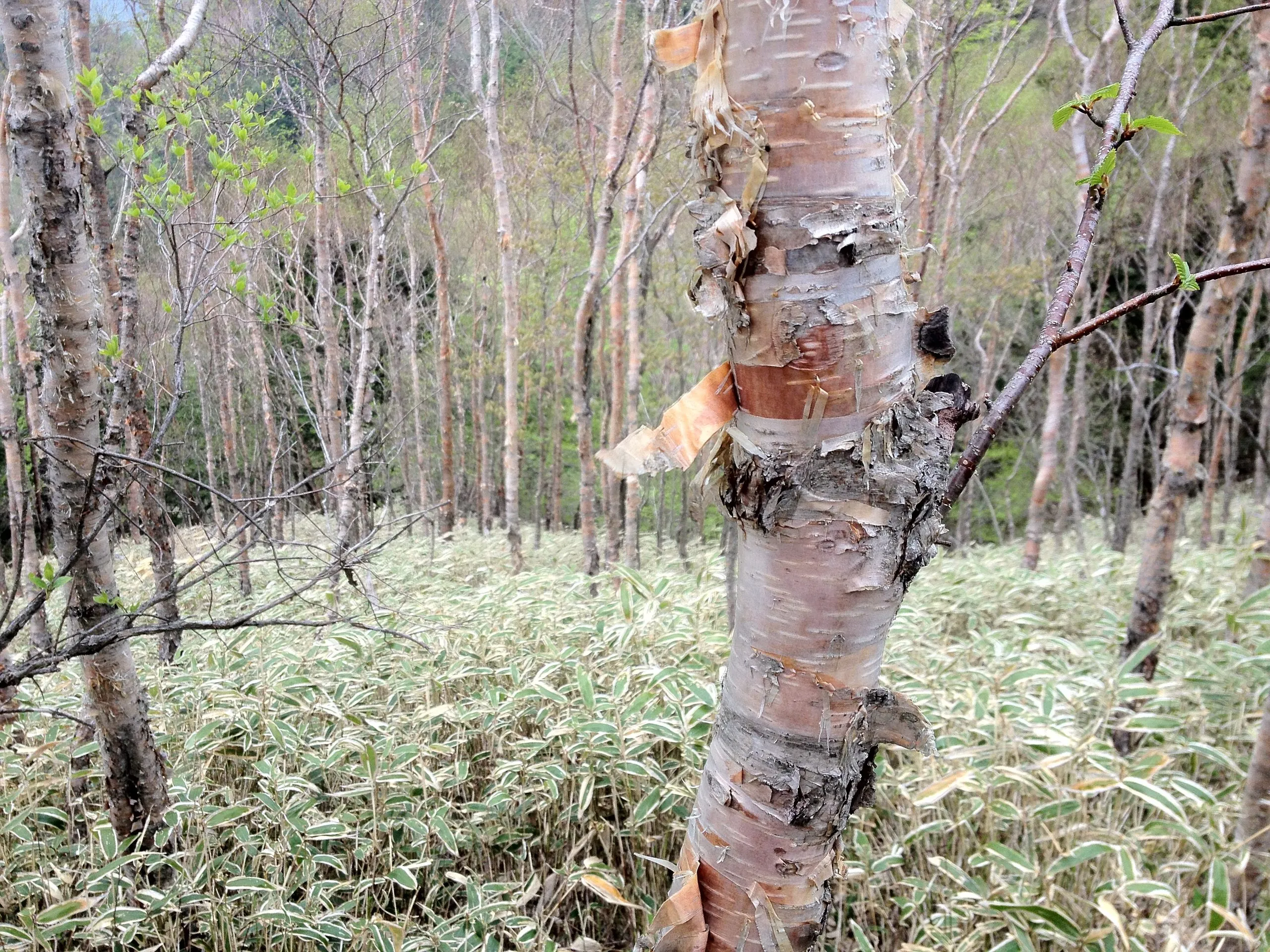 Birch trees all around