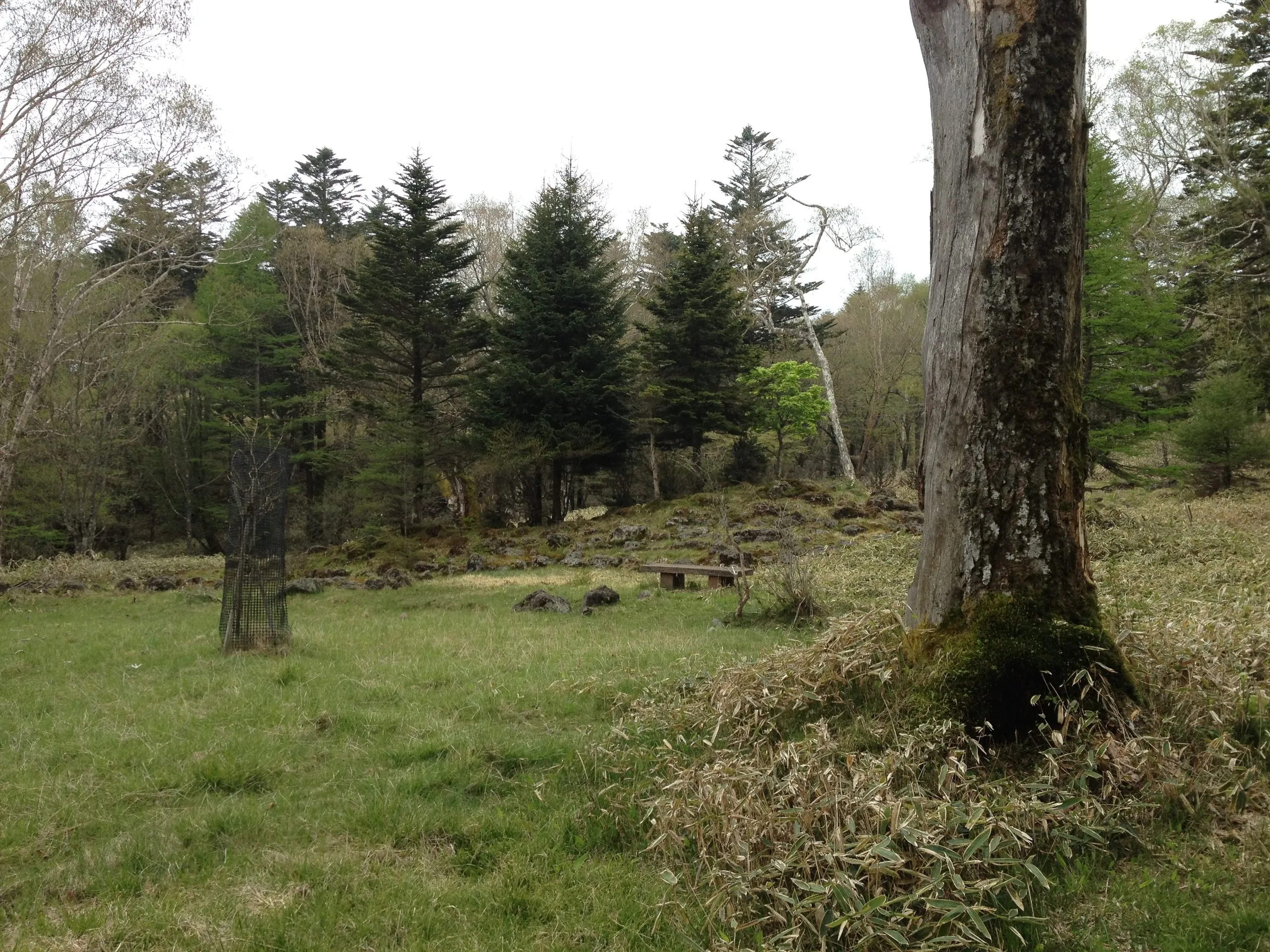 There is certainly much wildlife in this area. Sit down and enjoy the bird chirps and smaller creatures