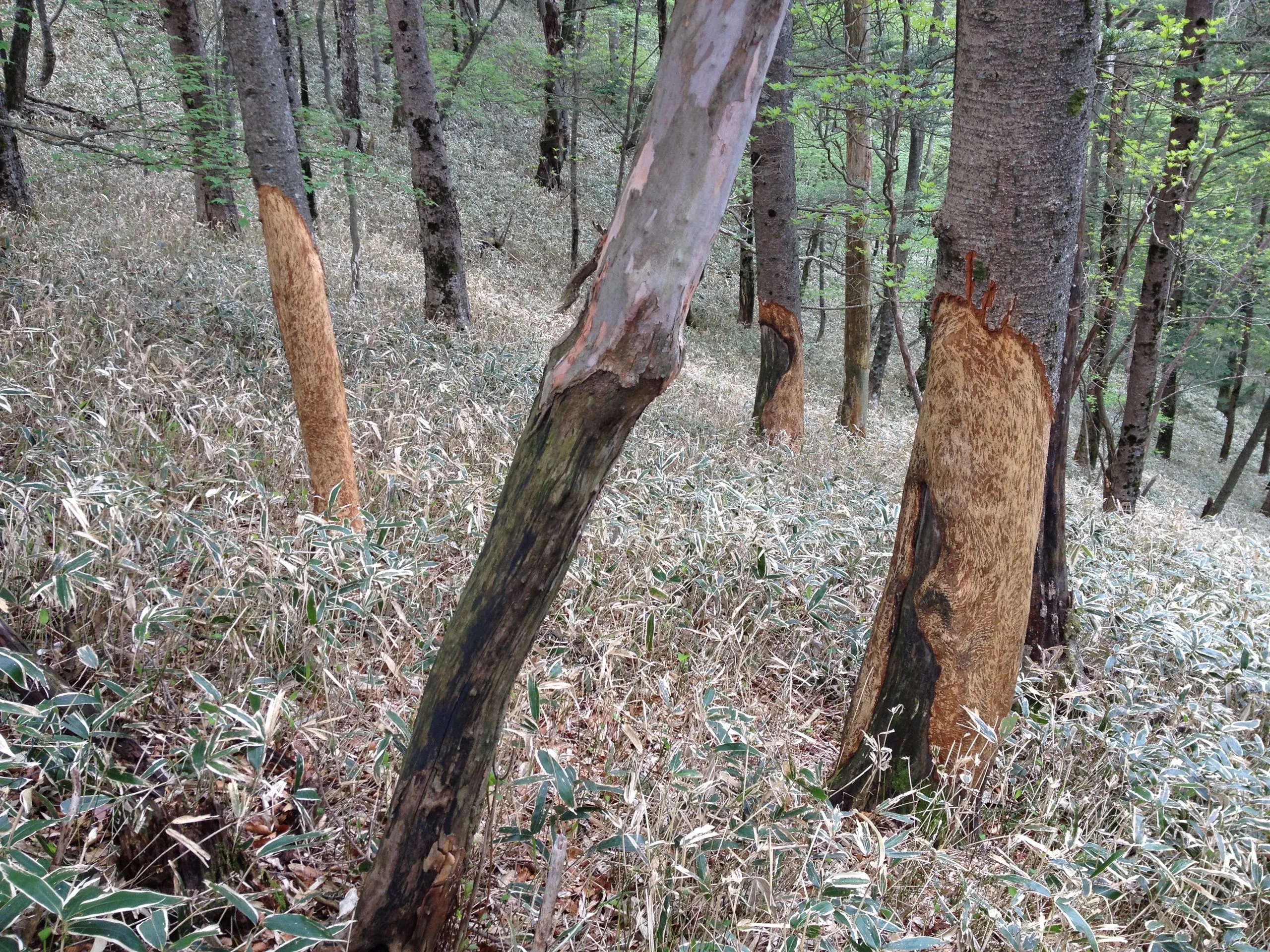 In Nikko, you will often see trees with a net around the trunks, the reason is that the deer will do this to them