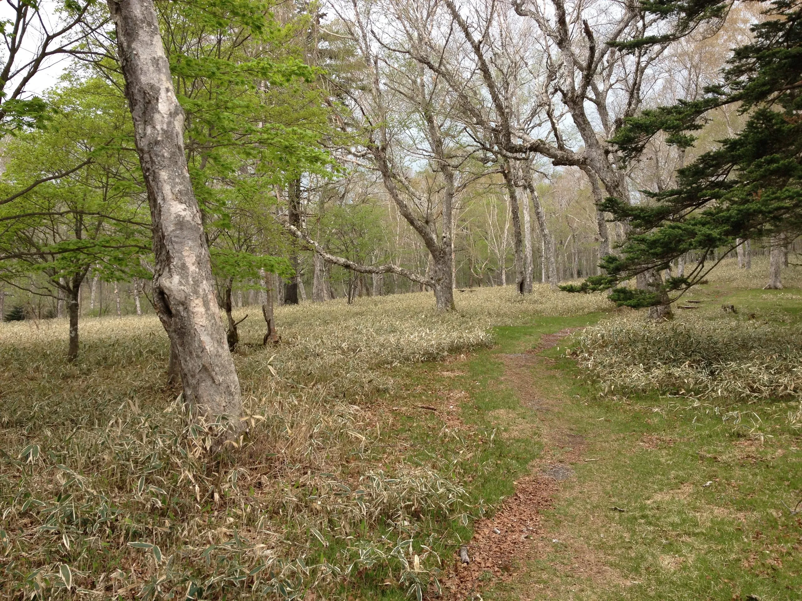 A rather simple beginning of the hike