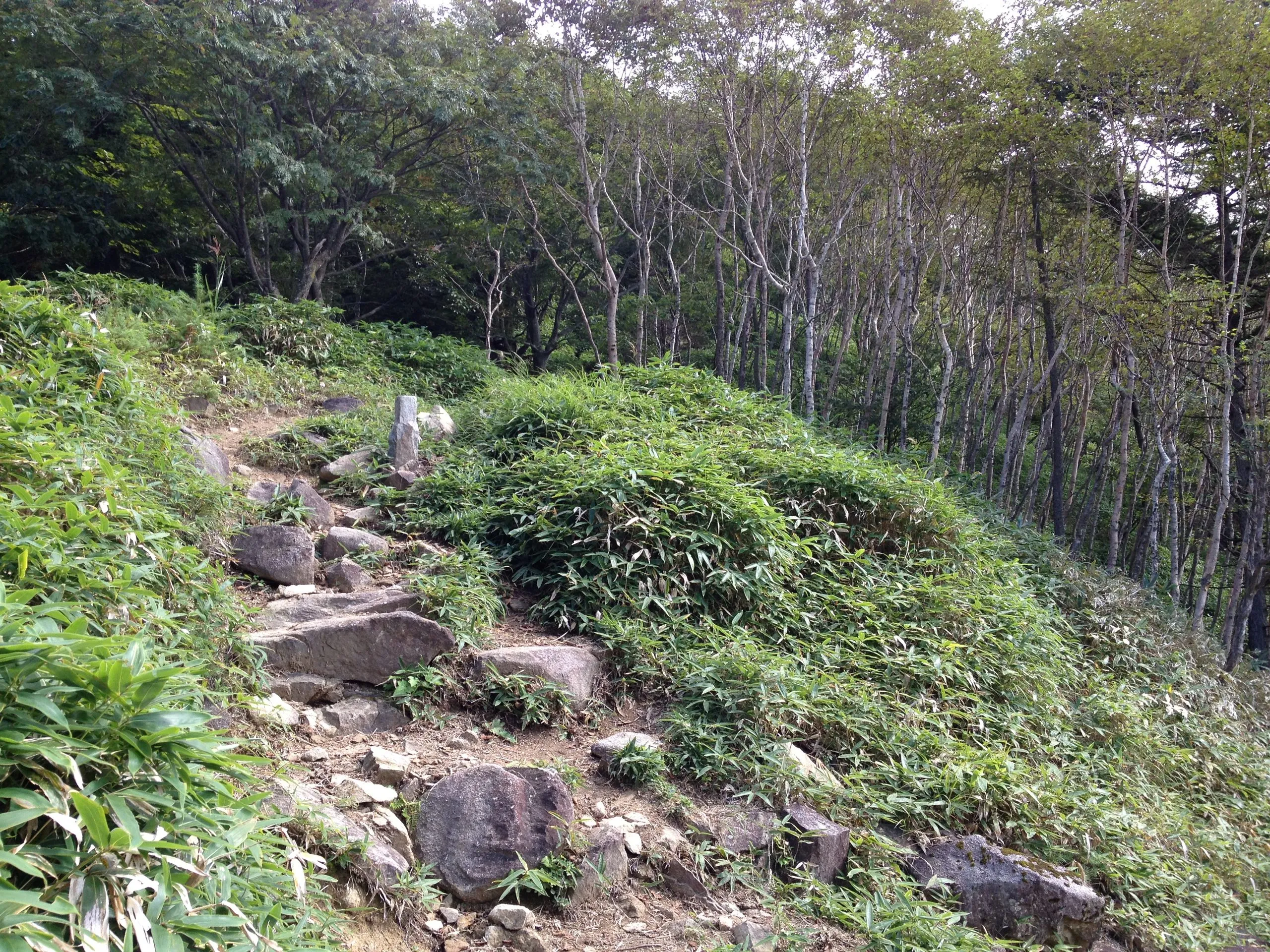 Forest climb on the southern approach to the Hangetsu lookout, Nikko Japan