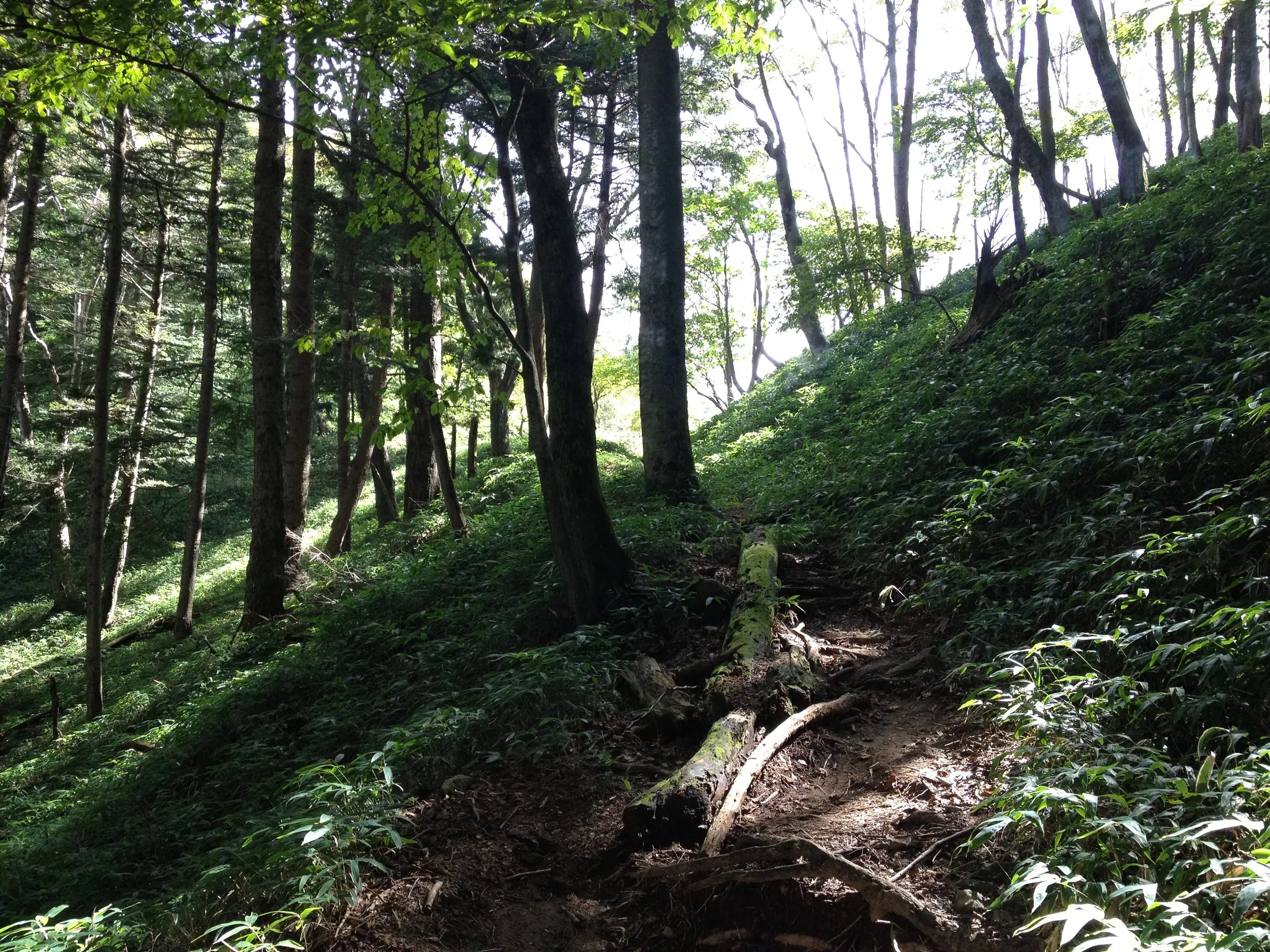 Forest path from the southern Hangetsu parking lot, Nikko Japan