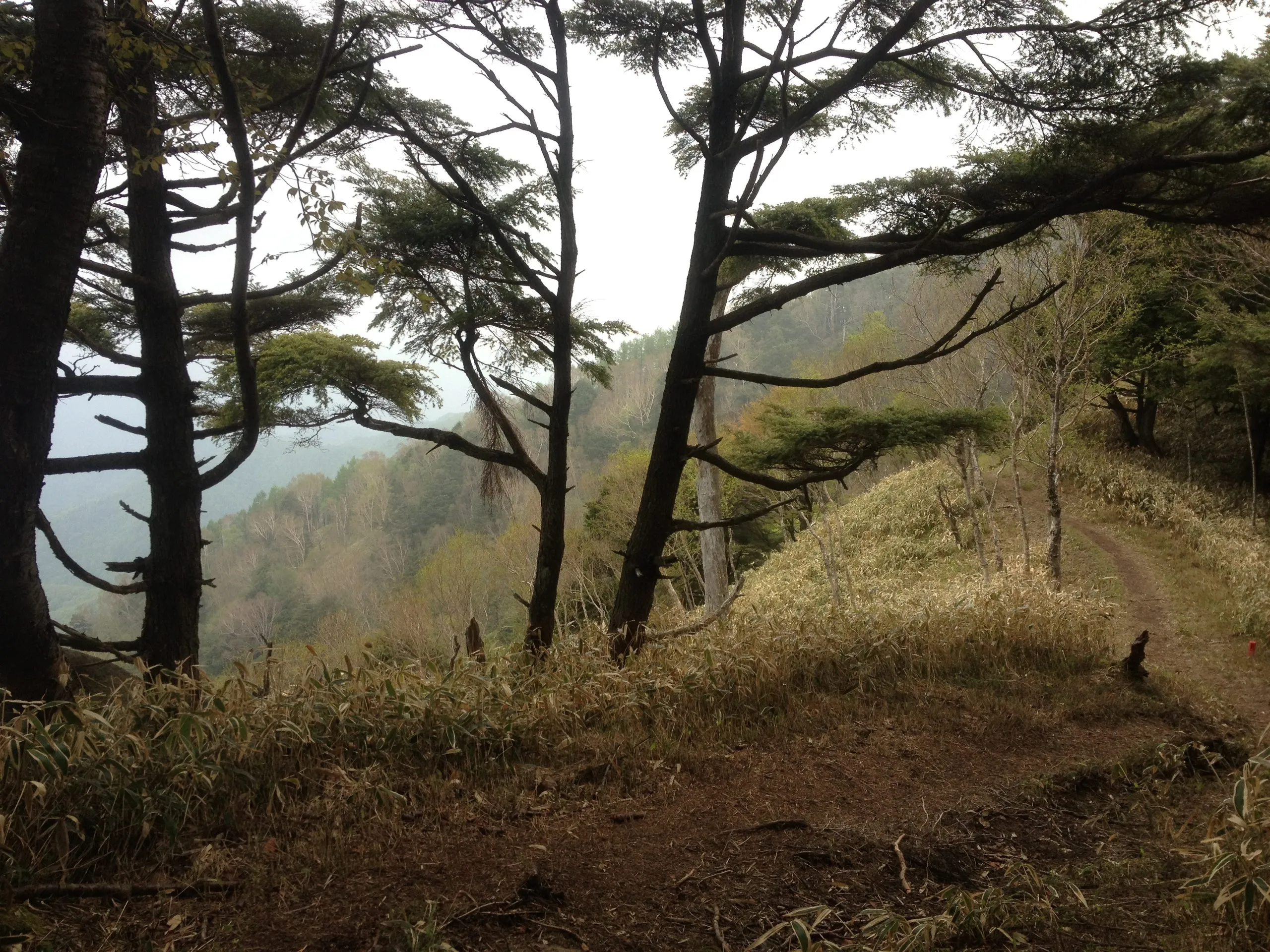 The trail splits again from the road and is at a slight incline for several minutes