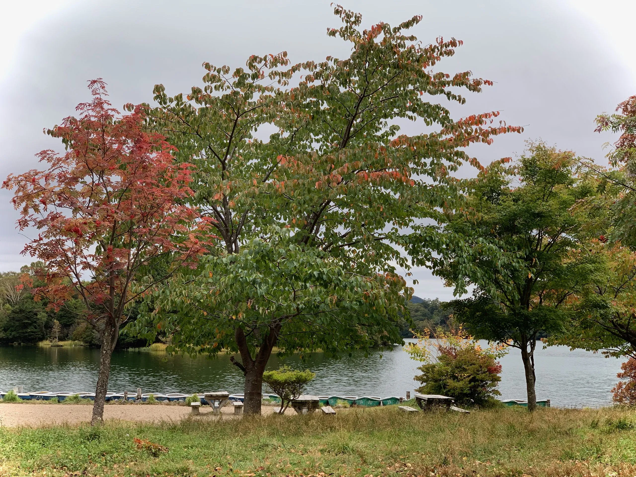 Autumn colour beginning around Lake Yu, Yunoko, Nikko Japan