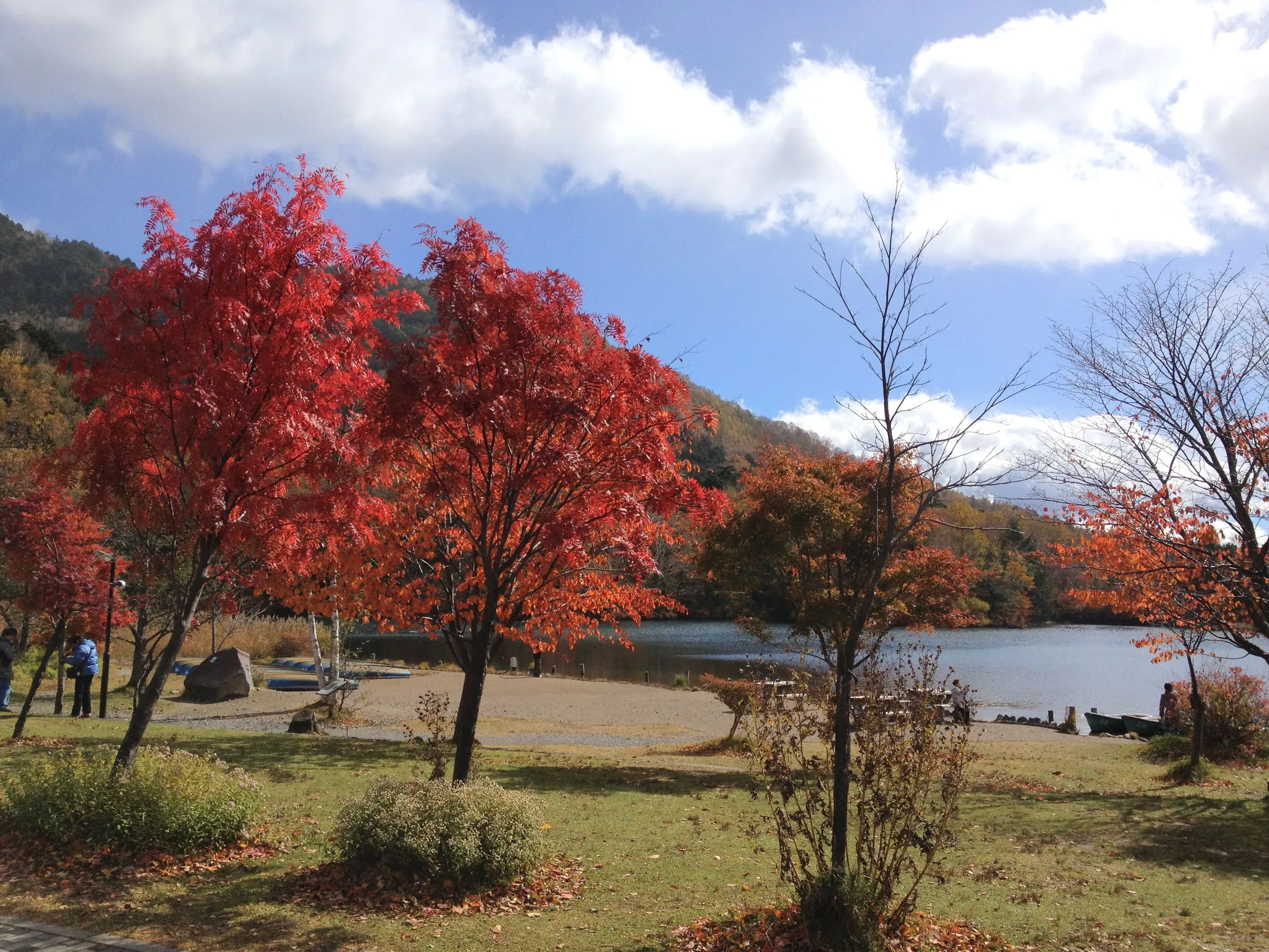 Red autumn maples on the shore of Lake Yu, Yunoko, Nikko Japan