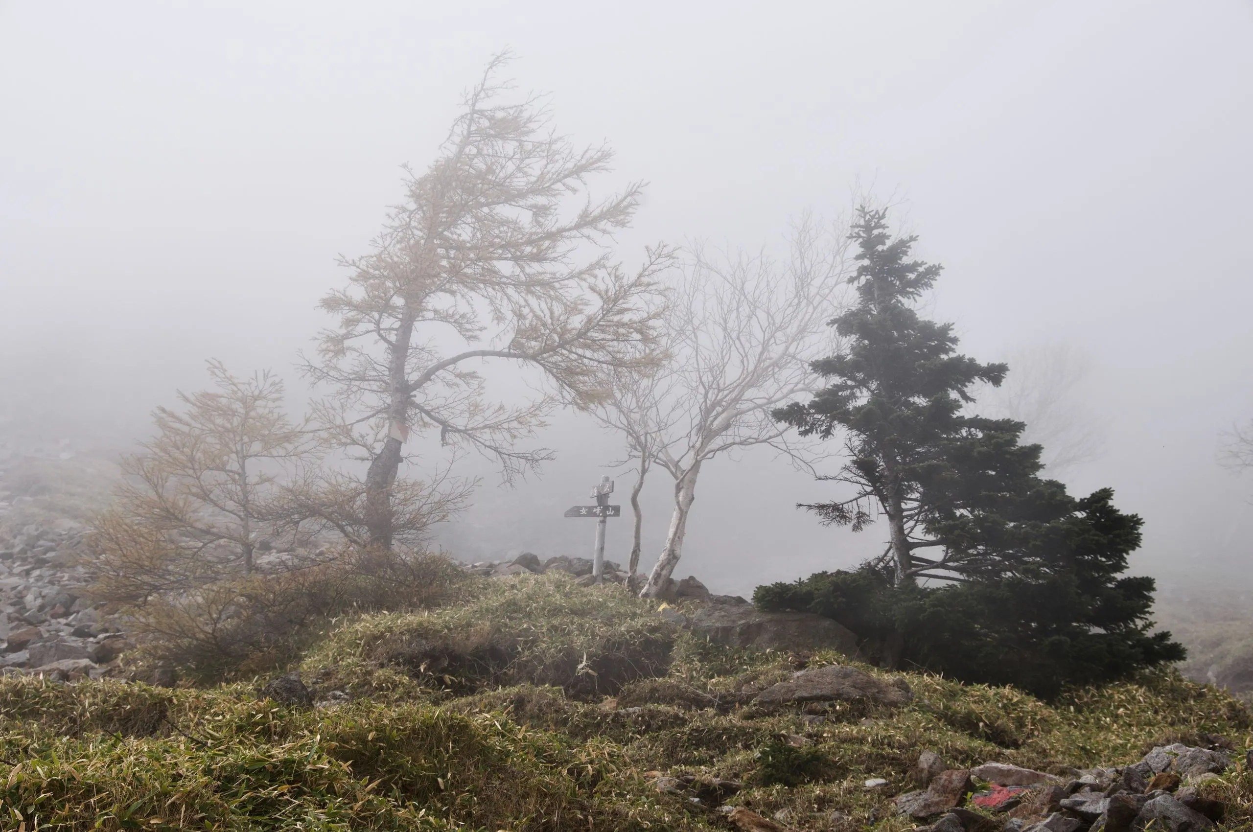 Trail marker among wind-bent trees in mist near the base, Nyoho Mountain hiking trail, Nikko Japan