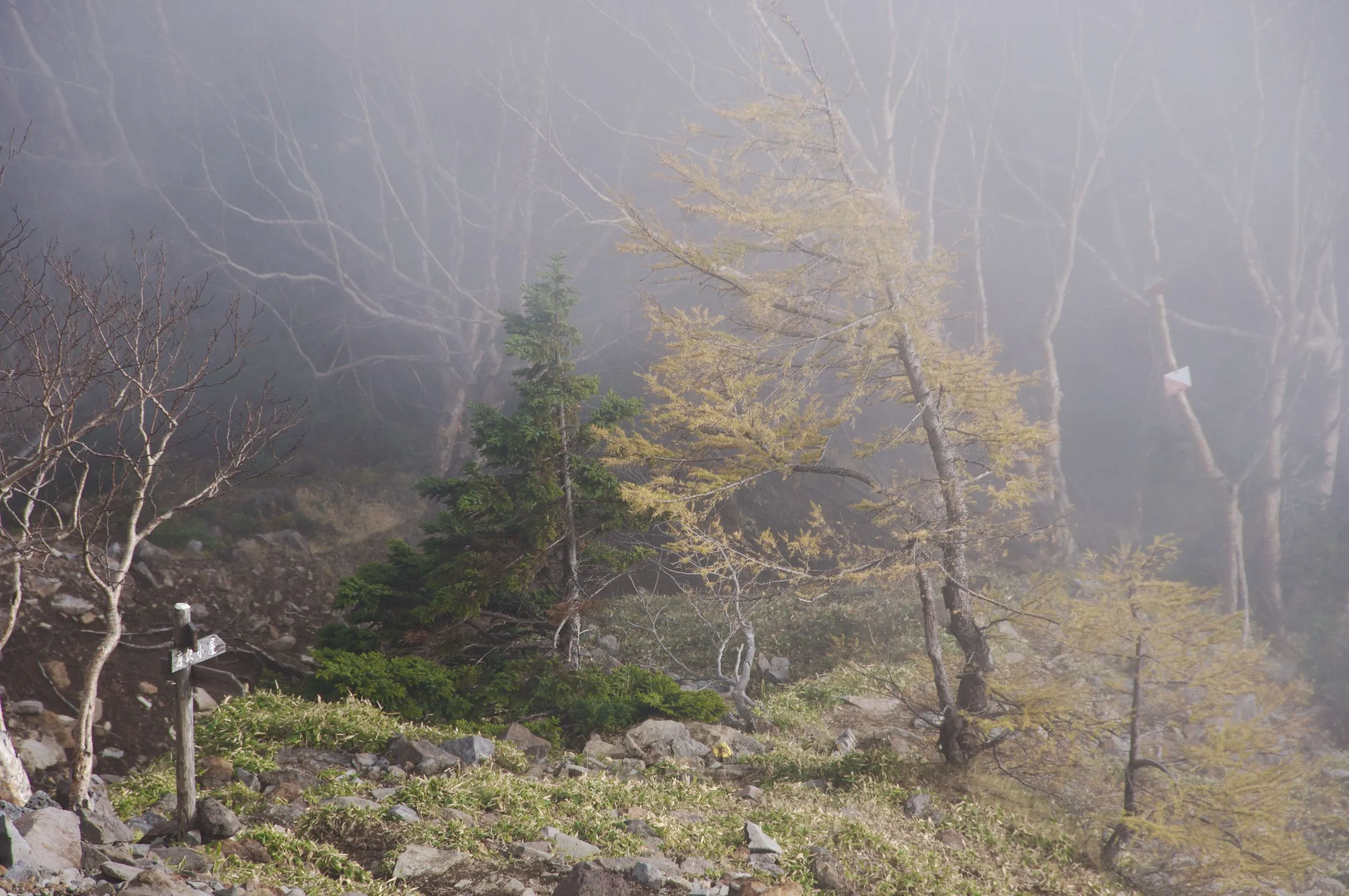 Trail signpost and larch in thick mist on the descent, Nyoho Mountain hiking trail, Nikko Japan