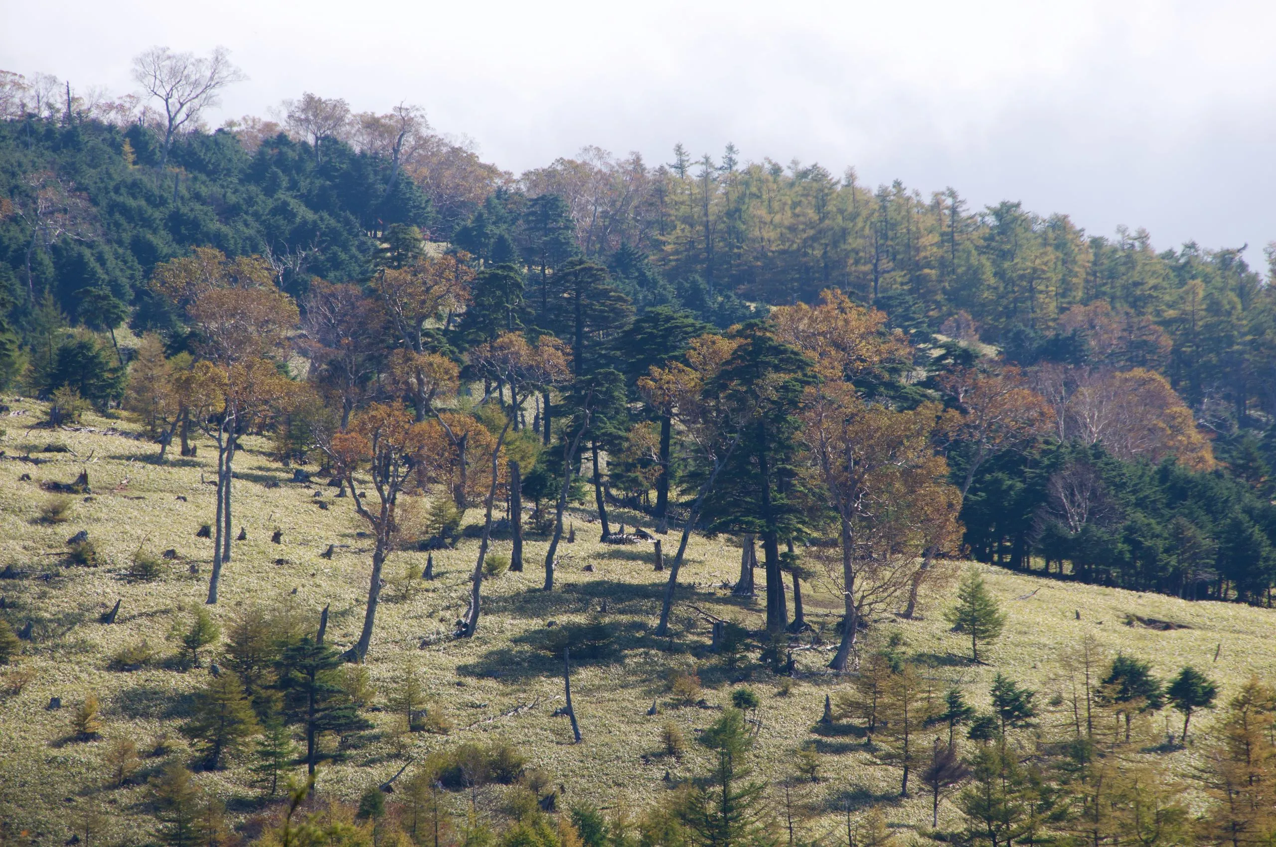 Open mountain meadow with autumn trees on the ascent, Nyoho Mountain hiking trail, Nikko Japan