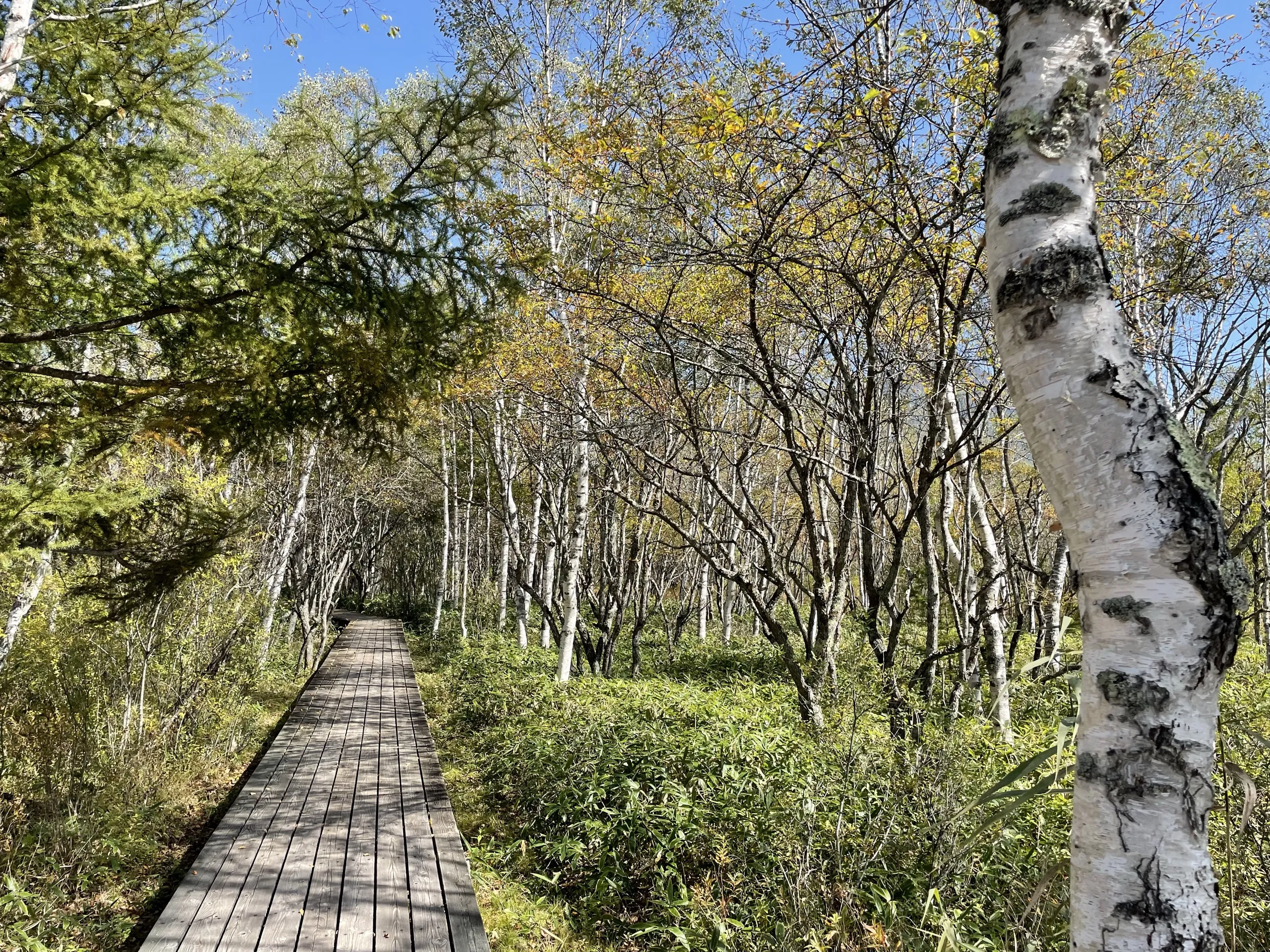 The Senjogahara boardwalk running through a corridor of birch trees, Nikko Japan