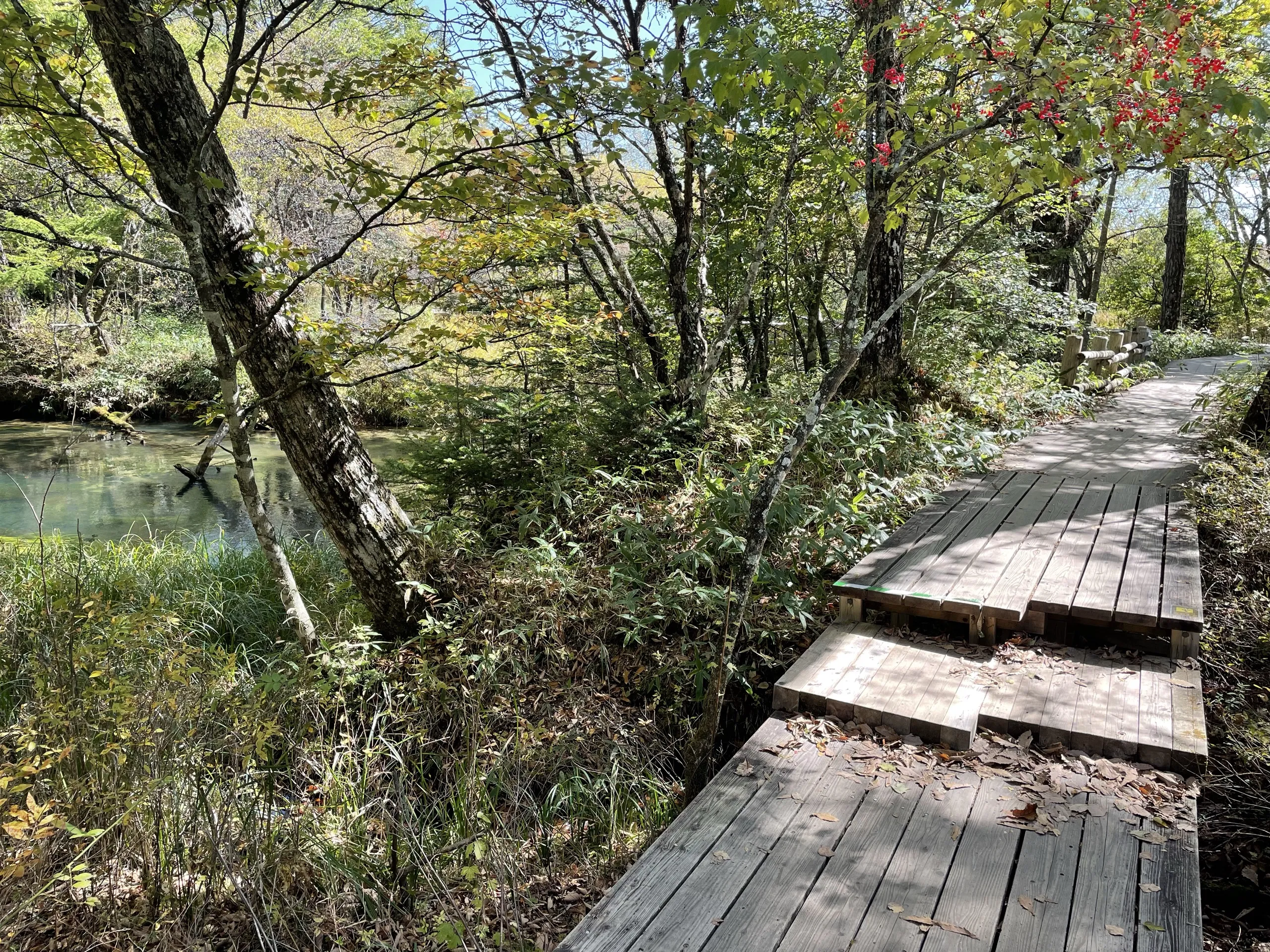 Guelder rose beside the Senjogahara boardwalk and the Yukawa (Yu River), Nikko Japan