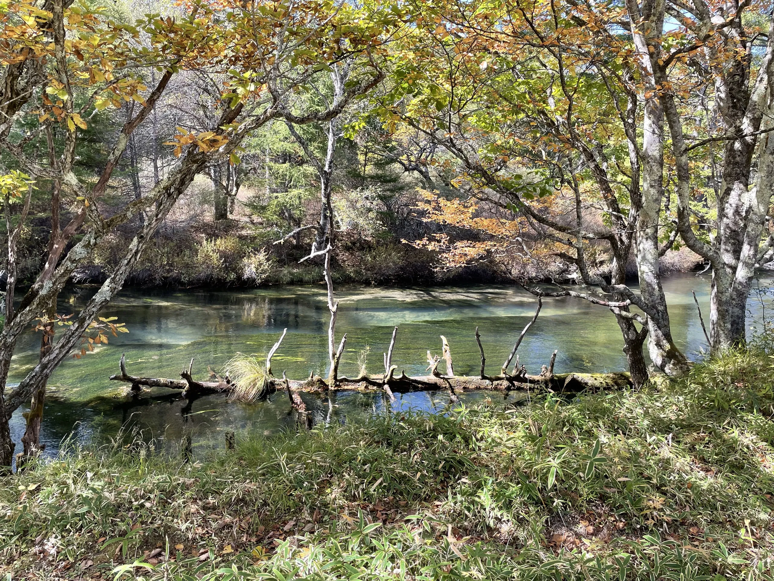 The Yukawa (Yu River) seen from the Senjogahara boardwalk trail, Nikko Japan